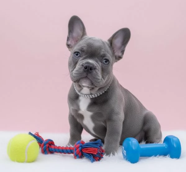 BULLDOG   BOULEDOGUE FRANCESE CUCCIOLI da 60 euro al mese