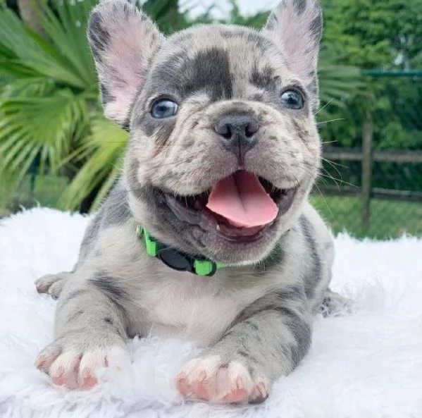 BULLDOG   BULEDOGUE FRANCESE CUCCIOLI MERLE da 60 euro al mese
