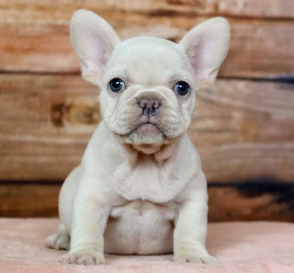 BULLDOG   BULEDOGUE FRANCESE CUCCIOLI da 60 euro al mese