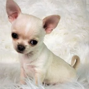 CHIHUAHUA TOY CUCCIOLI da 60 euro al mese