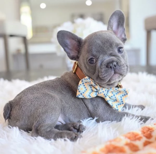 BULLDOG FRANCESE BOULEDOGUE FRANCESE BLU CUCCIOLI da 60 euro al mese