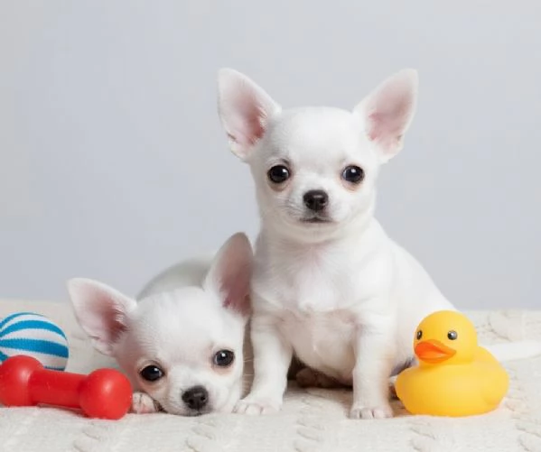 CHIHUAHUA TOY CUCCIOLI da 60 euro al mese