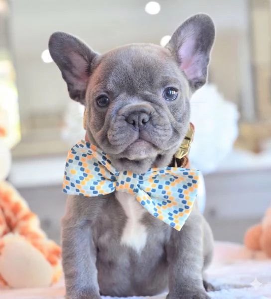 BULLDOG FRANCESE BOULEDOGUE FRANCESE BLU CUCCIOLI da 60 euro al mese | Foto 0