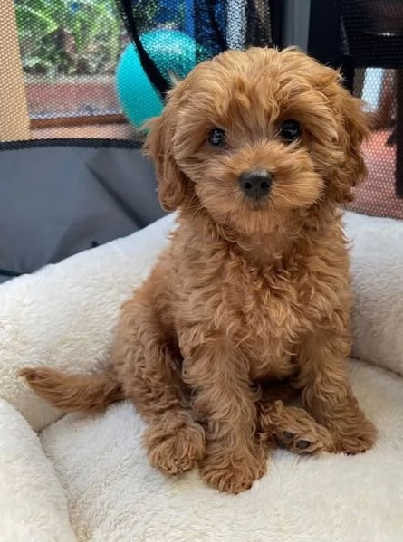 MALTIPOO NANI  MALTIPO CUCCIOLI da 60 euro al mese