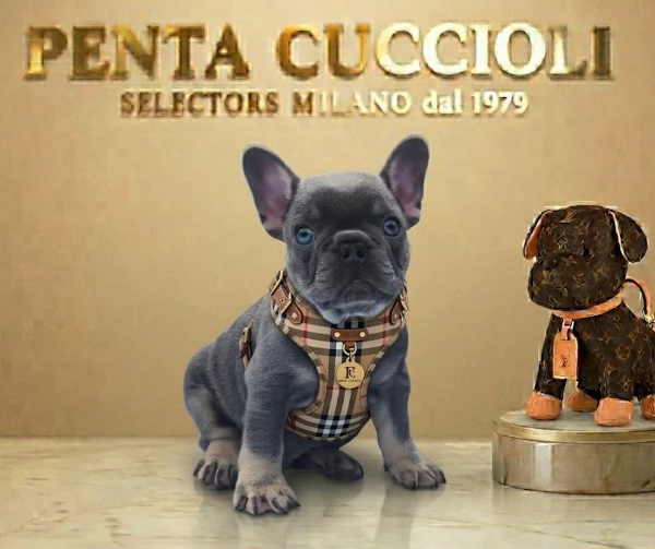 BULLDOG FRANCESE BOULEDOGUE FRANCESE BLU CUCCIOLI da 60 euro al mese