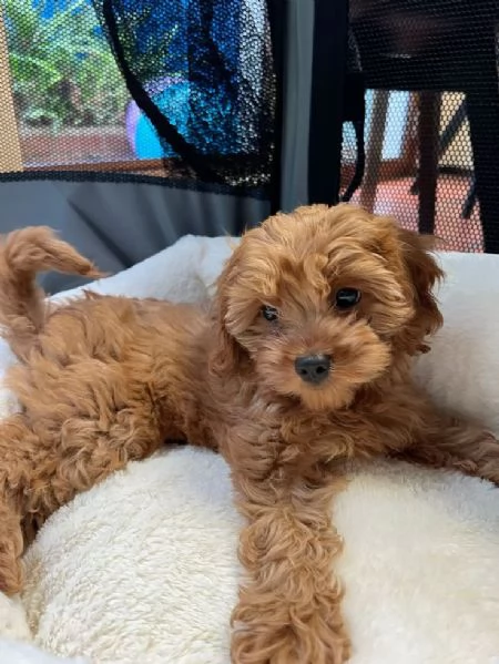 MALTIPOO NANI  MALTIPO CUCCIOLI da 60 euro al mese | Foto 0