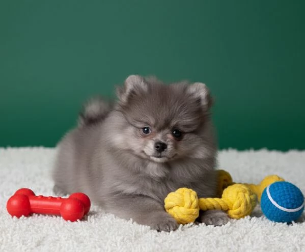 VOLPINO di POMERANIA CUCCIOLI cuccioli pag agevolato