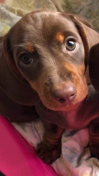 BASSOTTI NANI  BASSOTTO NANO TEDESCO CHOCOLATE cuccioli pag agevolato | Foto 0