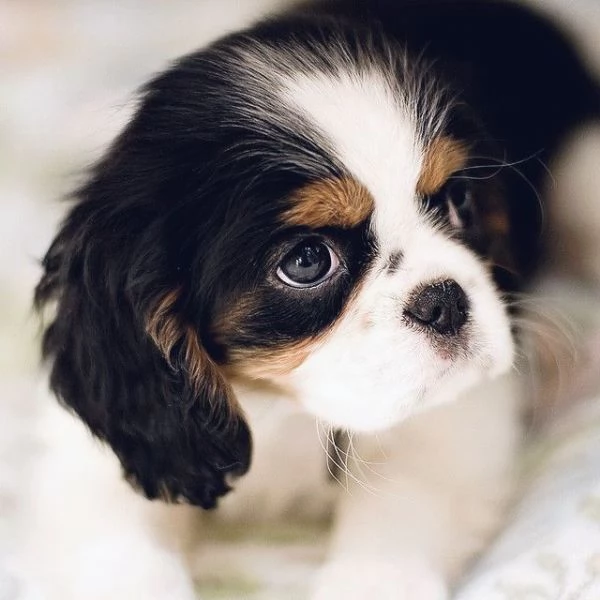 CAVALIER KING SPANIEL TRICOLORE cuccioli pag agevolato