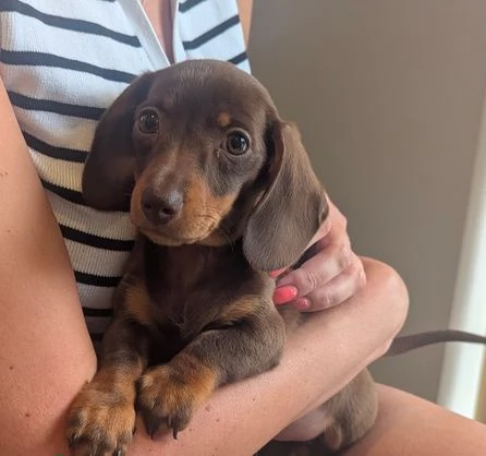BASSOTTI NANI  BASSOTTO NANO TEDESCO CHOCOLATE cuccioli pag agevolato