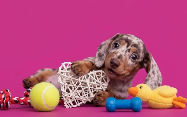 BASSOTTO NANO   BASSOTTI NANI CUCCIOLI cuccioli pag agevolato