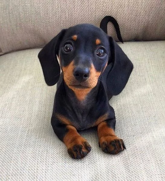 BASSOTTO NANO TEDESCO NERI FOCATI CUCCIOLI pag rateale