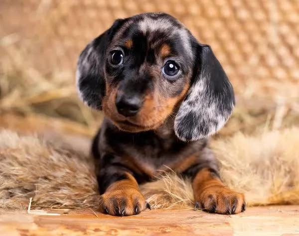 BASSOTTO NANO TEDESCO MERLE CUCCIOLI cioccolato pag rateale