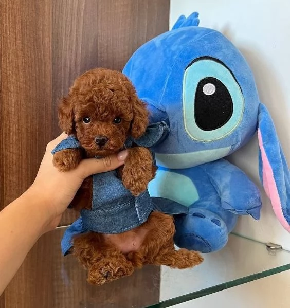 BARBONCINO TOY  BARBONCINI CUCCIOLI pag agevolato