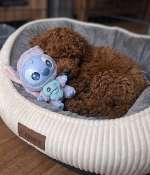 BARBONCINO TOY  BARBONCINI CUCCIOLI pag agevolato | Foto 0