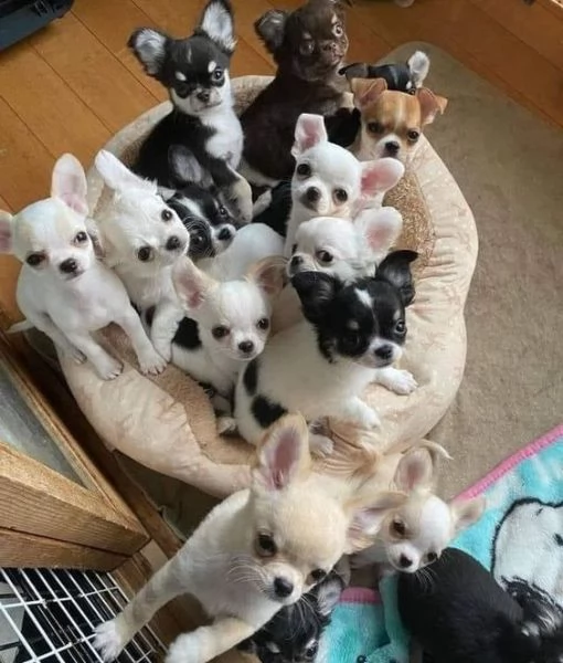 Chihuahua  allevamento italiano