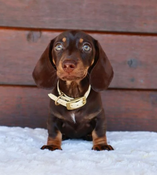 BASSOTTI NANI TEDESCHI E BASSOTTO NANO TEDESCO CUCCIOLI CHOCOLATE pag agevolato