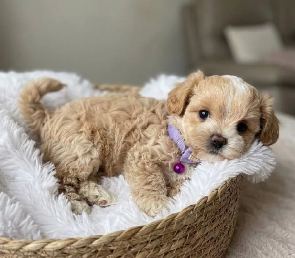 MALTIPOO  MALTIPO CUCCIOLI ITALIANI pag rateale | Foto 0