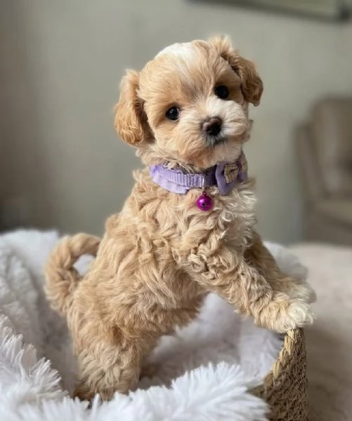 MALTIPOO  MALTIPO CUCCIOLI ITALIANI pag rateale