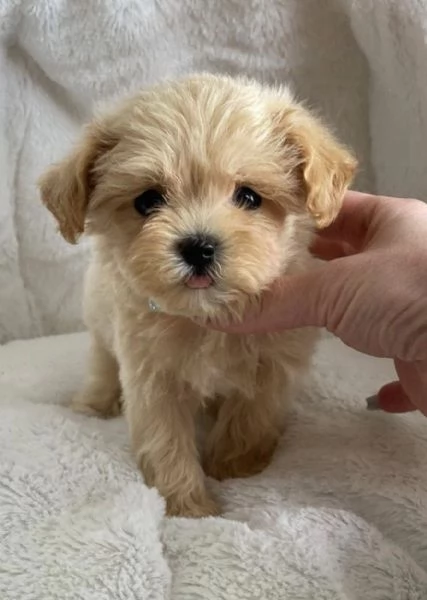 MALTIPOO  MALTIPO CUCCIOLI ITALIANI pag rateale