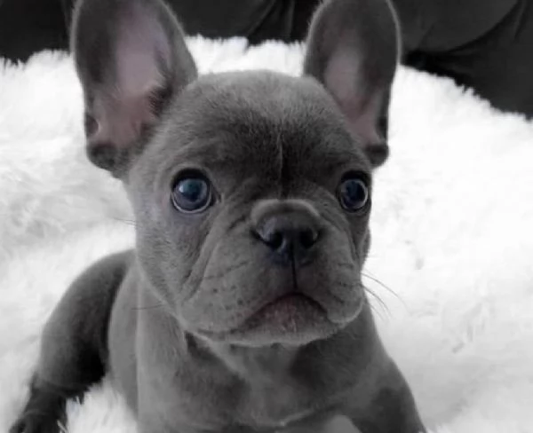 Bouledogue  bulldog francese 