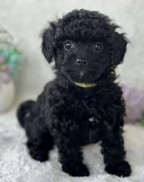 BARBONCINO TOY  BARBONCINI BLACK CUCCIOLI  pagamento dilazionato