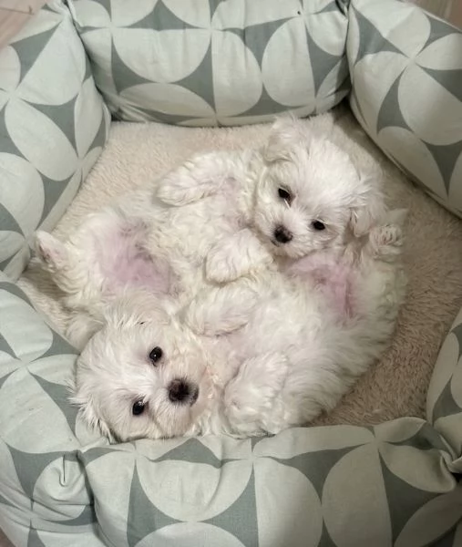 MALTESI e MALTESE PUPPY  pagamento dilazionato