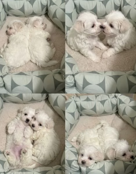 MALTESI e MALTESE PUPPY  pagamento dilazionato | Foto 0