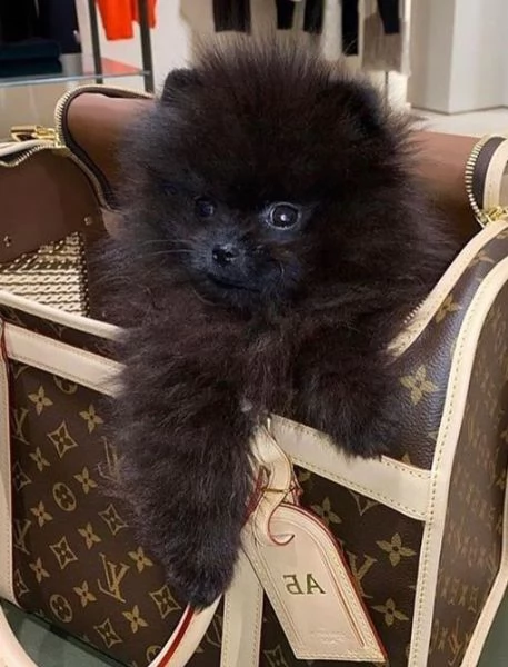 VOLPINI SPITZ di POMERANIA CUCCIOLI  pagamento dilazionato | Foto 0