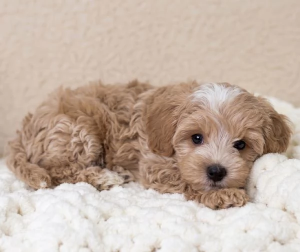 MALTIPO  MALTIPOO PUPPY  pagamento dilazionato | Foto 1