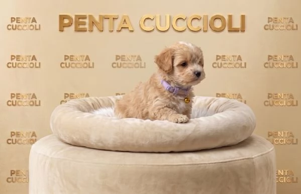 MALTIPO  MALTIPOO PUPPY  pagamento dilazionato