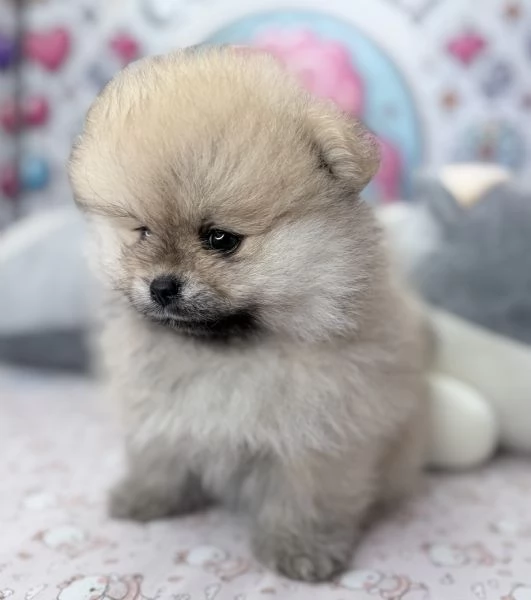 VOLPINI SPITZ di POMERANIA CUCCIOLI  pagamento dilazionato