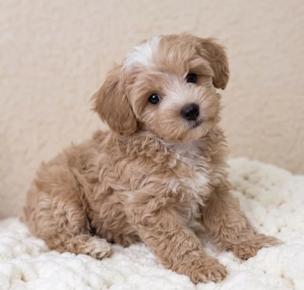 MALTIPO  MALTIPOO PUPPY  pagamento dilazionato