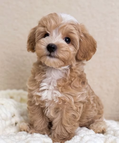 MALTIPO  MALTIPOO PUPPY  pagamento dilazionato | Foto 0