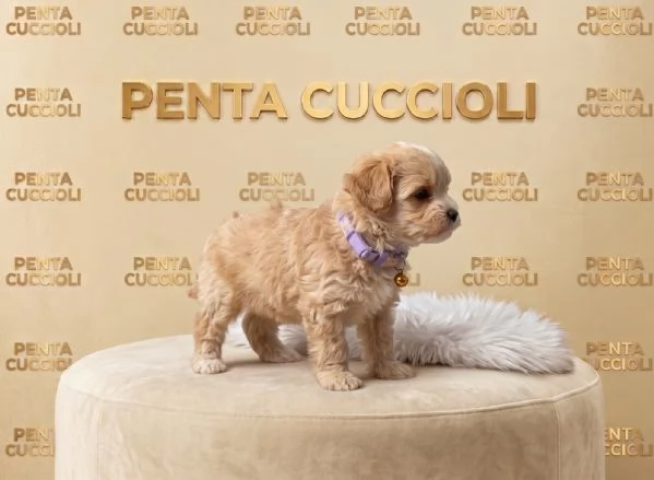 MALTIPO  MALTIPOO PUPPY  pagamento dilazionato | Foto 0