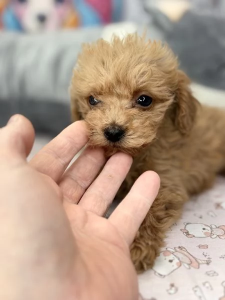 MALTIPO  MALTIPOO CUCCIOLI pag rateale