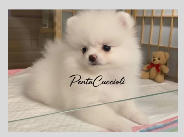 VOLPINO  VOLPINI SPITZ di POMERANIA CUCCIOLI pag rateale | Foto 1