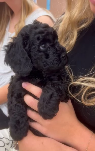 BARBONCINO TOY NERO CUCCIOLI pag rateale