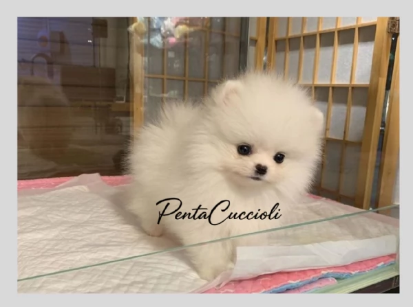 VOLPINO  VOLPINI SPITZ di POMERANIA CUCCIOLI pag rateale | Foto 0