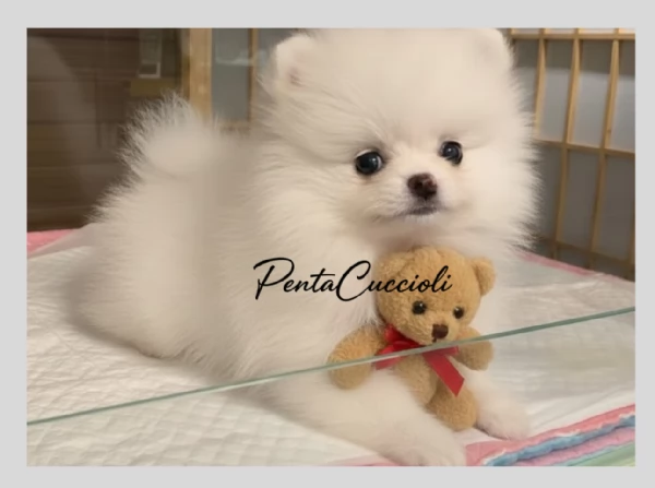 VOLPINO  VOLPINI SPITZ di POMERANIA CUCCIOLI pag rateale