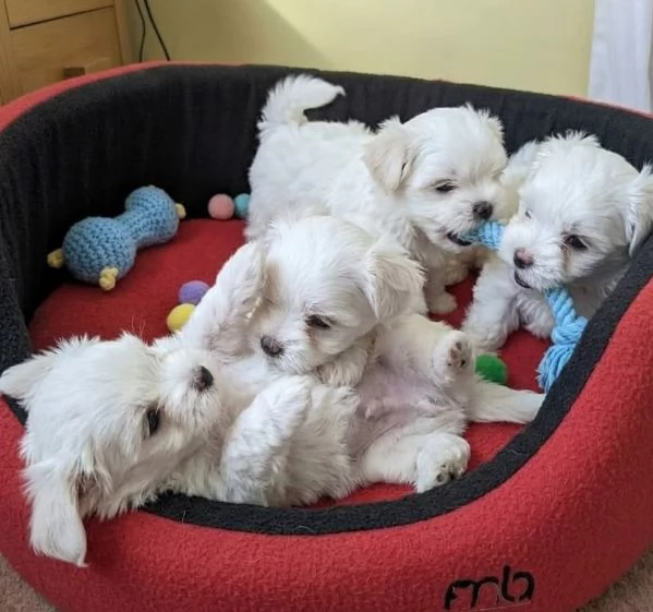 MALTESE  MALTESI CUCCIOLI  pagamento rateale