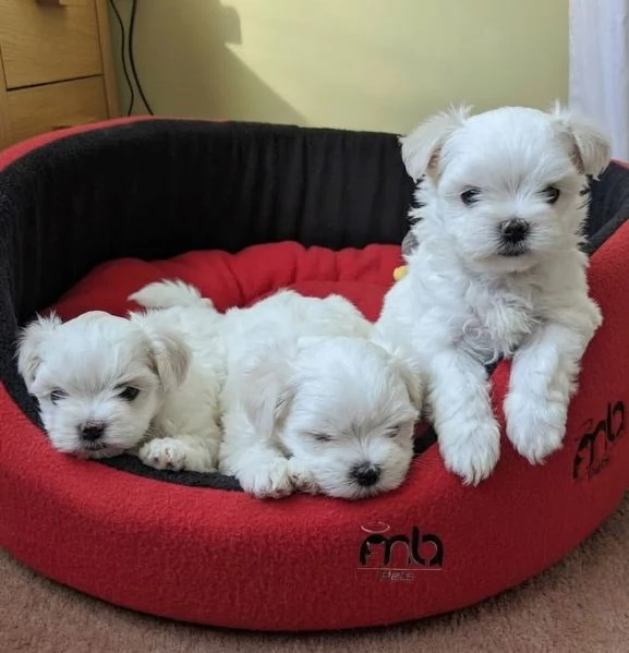 MALTESE  MALTESI CUCCIOLI  pagamento rateale | Foto 1