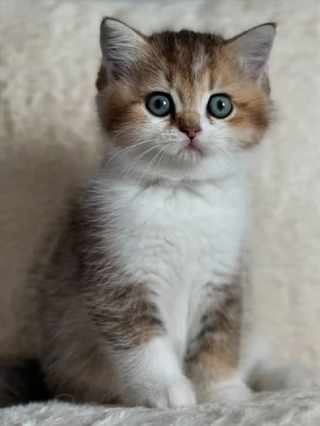 BRITISH SHORTHAIR ESOTIC CUCCIOLI  pagamento rateale