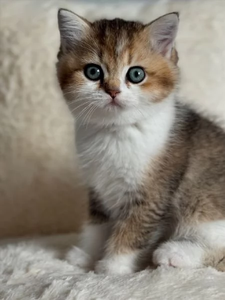 BRITISH SHORTHAIR ESOTIC CUCCIOLI  pagamento rateale | Foto 0