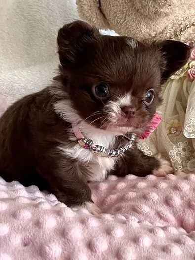 CHIHUAHUA TOY CUCCIOLI PELO LUNGO CIOCCOLATO  pag agevolato