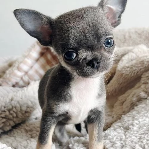 CHIHUAHUA TOY CUCCIOLI BLU pag agevolato