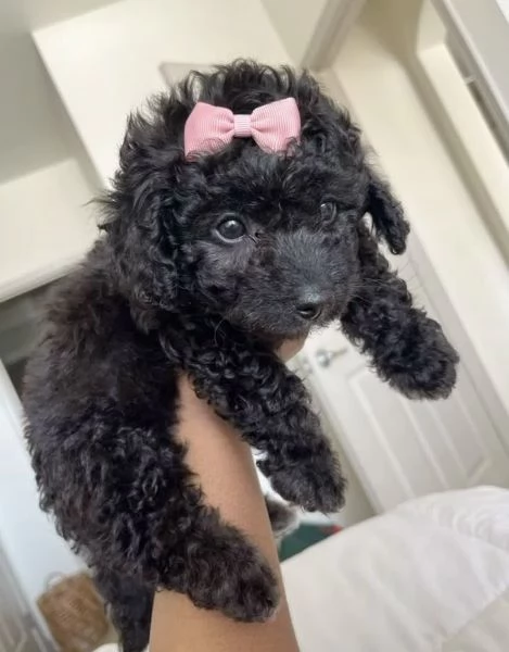 BARBONCINI NANI E BARBONCINO TOY NERO CUCCIOLI pag rate da 12 mesi 