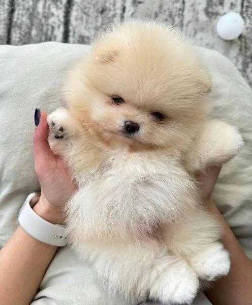 VOLPINI SPITZ di POMERANIA CUCCIOLI pag rate da 12 mesi 