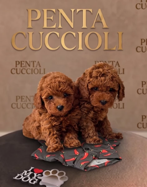BARBONCINI NANI E BARBONCINO ALBICOCCA CUCCIOLI pag rate da 12 mesi 