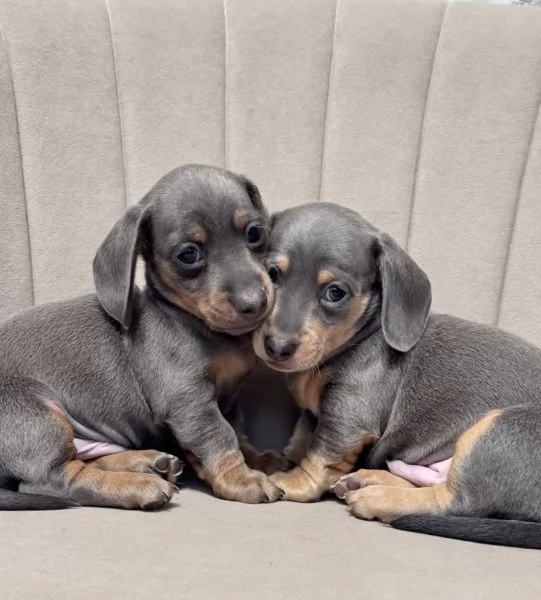 BASSOTTO NANO  BASSOTTI NANI CUCCIOLI pag rate da 12 mesi